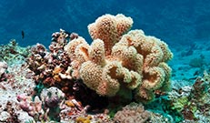Tauchsafari Rotes Meer